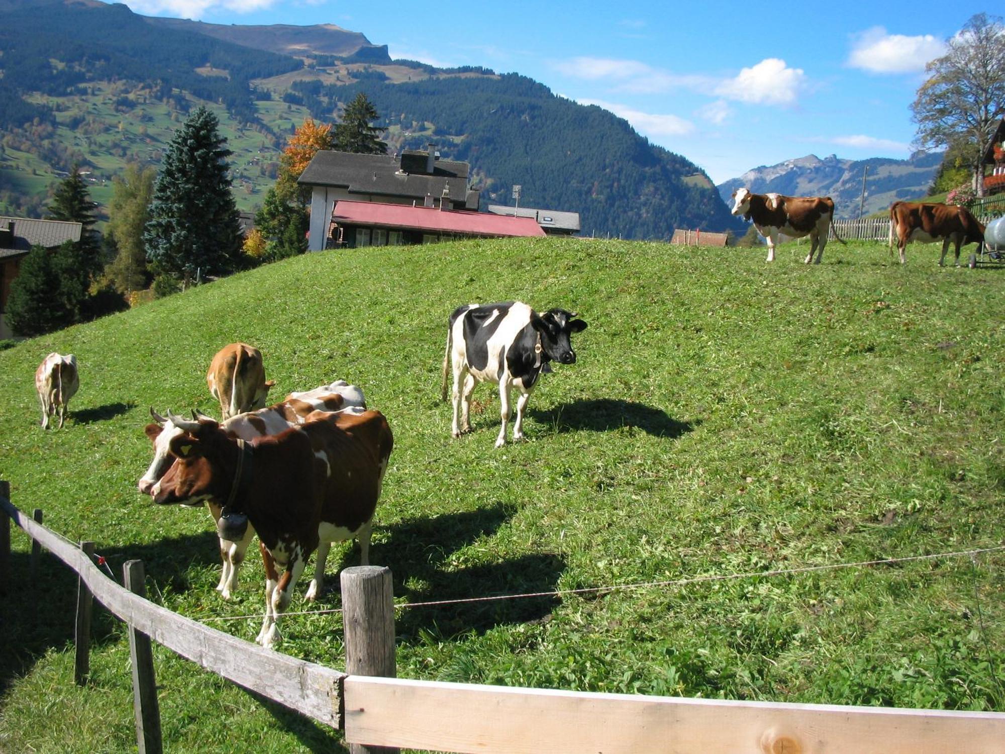 Hotel Alpenhof à Grindelwald Extérieur photo