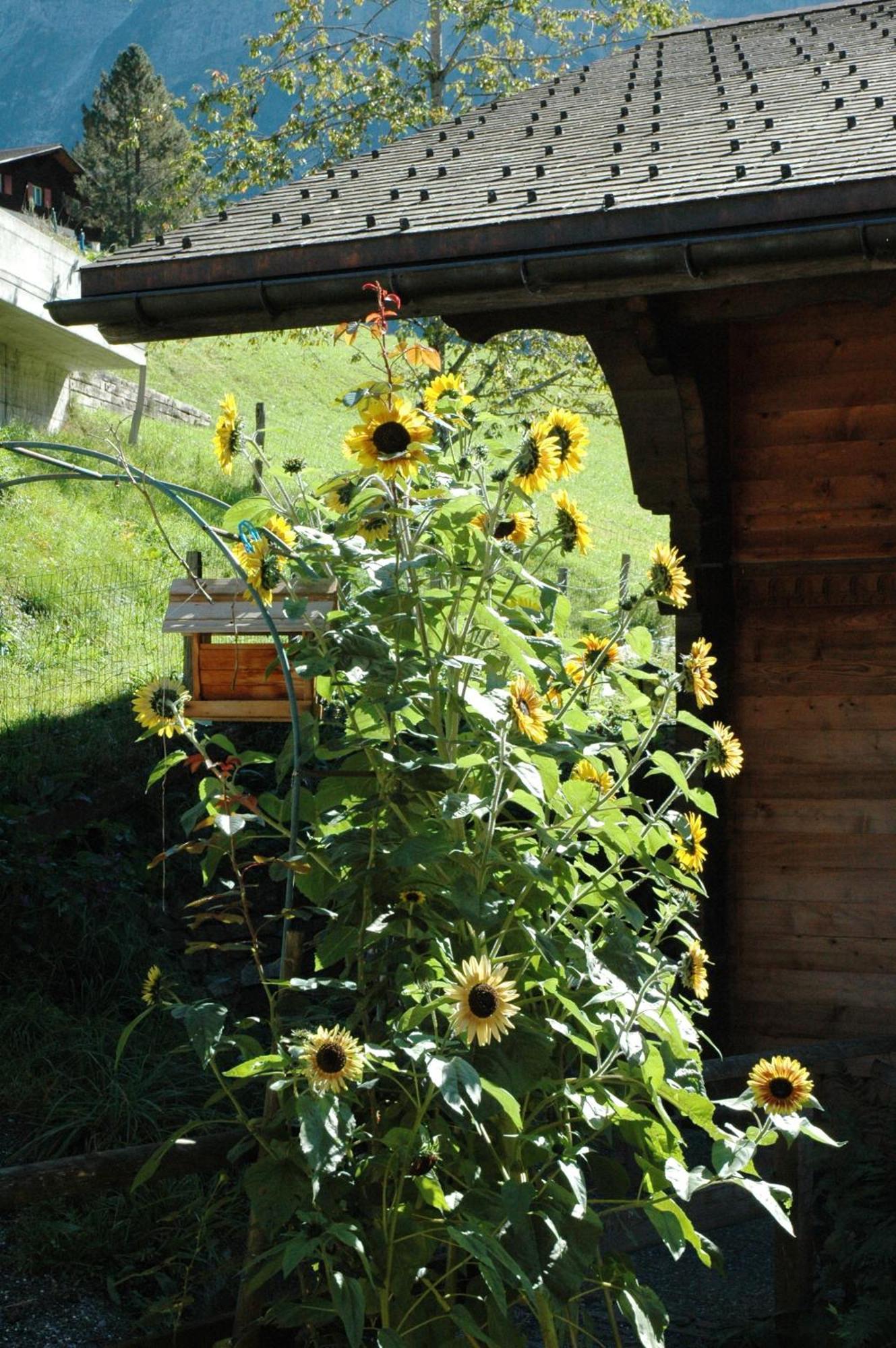 Hotel Alpenhof à Grindelwald Extérieur photo